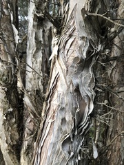 Melaleuca cuticularis