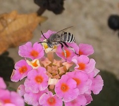 Amegilla quadrifasciata