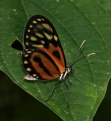 Ceratinia iolaia