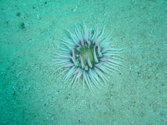 Anthopleura michaelseni