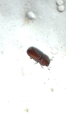 Colydiinae