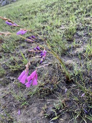 Dierama pictum