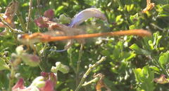 Agriocnemis falcifera