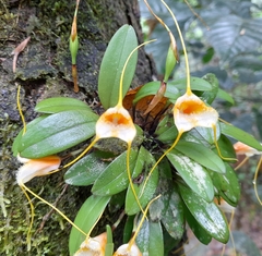 Masdevallia strobelii