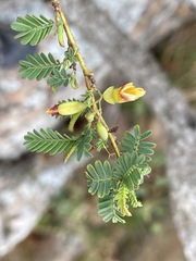 Aeschynomene rehmannii