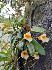 Masdevallia strobelii