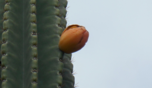 Cereus jamacaru