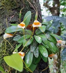 Masdevallia strobelii