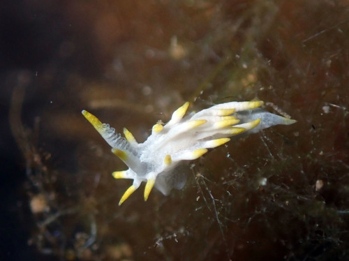Goniodoridella picoensis