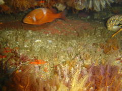 Chrysoblephus laticeps