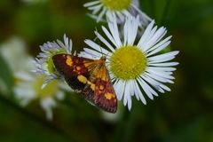 Pyrausta falcatalis