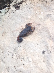 Centruroides chamulaensis