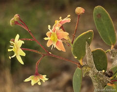 Gloveria integrifolia