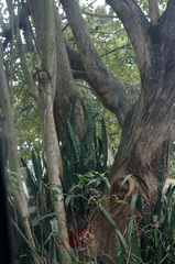 Sansevieria trifasciata
