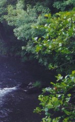 Alnus lusitanica