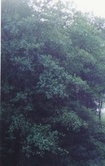 Alnus lusitanica
