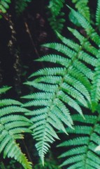 Dryopteris affinis