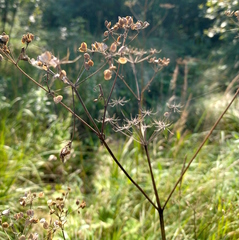 Pastinaca sativa sylvestris