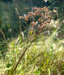 Pastinaca sativa sylvestris