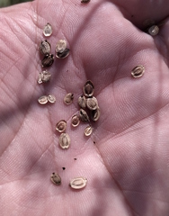 Pastinaca sativa sylvestris