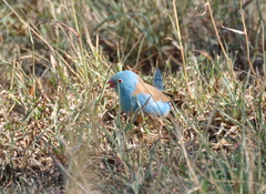 Uraeginthus cyanocephalus