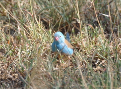 Uraeginthus cyanocephalus