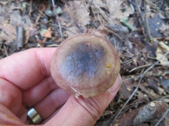 Russula versicolor