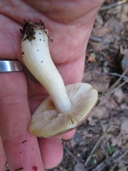 Russula versicolor