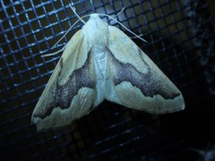 Sabulodes edwardsata