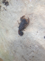 Centruroides chamulaensis