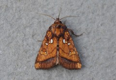 Papaipema leucostigma