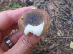Russula versicolor