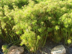 Cyperus prolifer