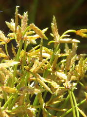 Cyperus prolifer