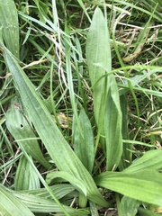 Plantago lanceolata
