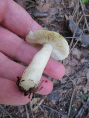 Russula versicolor