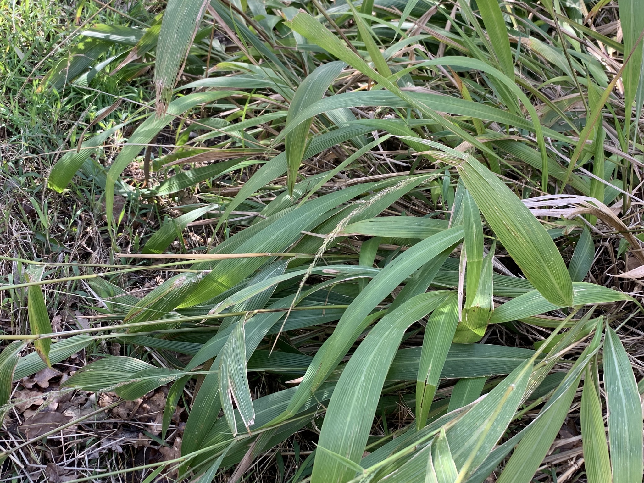 (c) Dave Richardson, certains droits réservés (CC BY) https://www.inaturalist.org/observations/93148804