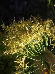 Cyperus prolifer
