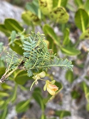 Aeschynomene rehmannii