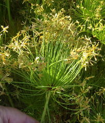 Cyperus prolifer