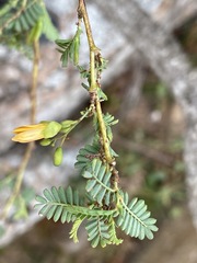 Aeschynomene rehmannii