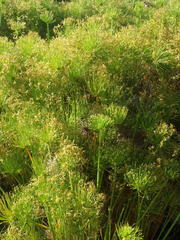 Cyperus prolifer