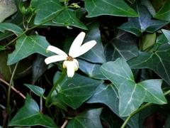 Senecio macroglossus