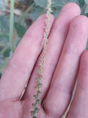 Heliotropium europaeum