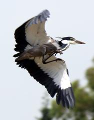 Ardea melanocephala