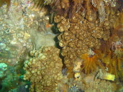 Eunephthya thyrsoidea