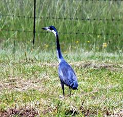 Ardea melanocephala