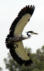 Ardea melanocephala