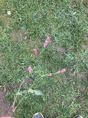 Persicaria longiseta