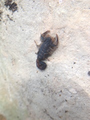 Centruroides chamulaensis